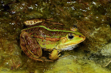 Teichfrosch // Edible frog (Pelophylax esculentus)