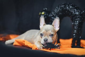 French Bulldog dog puppy chewing on Halloween decoration spider on orange blanket
