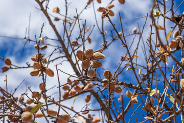 Ripe almonds on a tree in harvest time