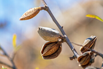 Close up of ripe almonds on a tree in harvest time