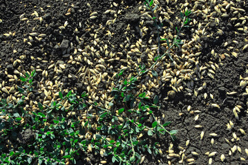 Wheat corn on black earth with green grass, top view