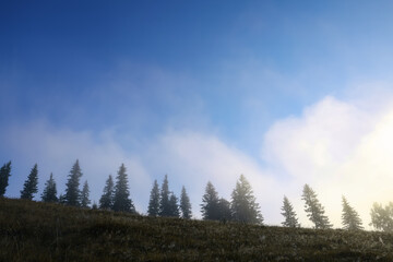 Trees growing on mountain hill in foggy morning