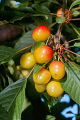 Sweet Cherry (Prunus avium) in orchard, Central Russia