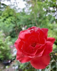 a red rose