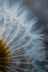 close up of the dandelion flower seed in springtime