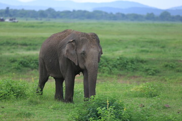 Fototapeta na wymiar Minneriya National Park Sri Lanka