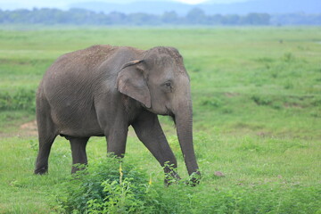 Fototapeta na wymiar Minneriya National Park Sri Lanka
