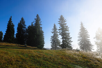 Fototapeta na wymiar Beautiful forest with conifer trees on sunny day