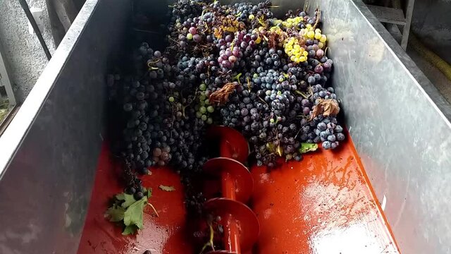 Macchinario per pigiare l'uva in azione mentre pulisce i grappoli durante la vendemmia