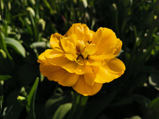 Obraz premium Yellow terry multi-petalled tulip. Top view. The festival of tulips on Elagin Island in St. Petersburg.