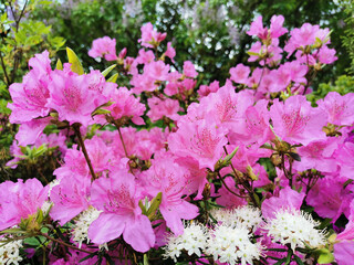 Pink rhododendron (lat. Rhododendron poukhanense Levl.) in the Botanical Garden of St. Petersburg