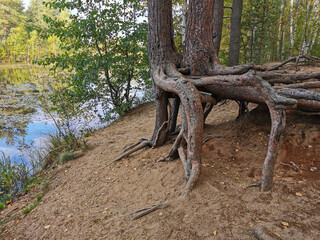 Open roots of pine trees growing on the shore of a forest lake on a sunny, warm autumn day.