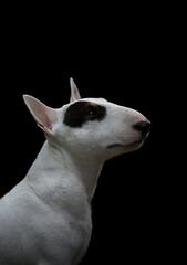 Собака породы английский бультерьер в лесу. Бультерьер и осень.