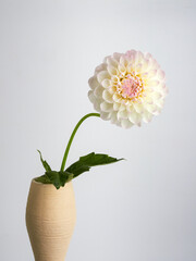 Dahlias are blooming. White and pink flower petals close-up. A bright, delicate illustration on a floral theme. The bud blooms in July, August or September. Macro