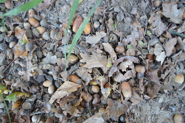 acorns by the river
