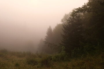 Fototapeta na wymiar Picturesque view of foggy forest. Beautiful landscape