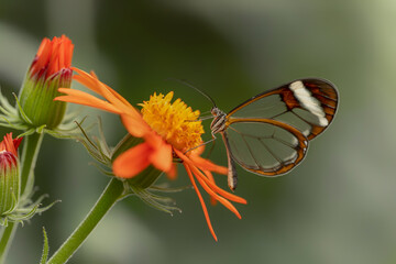 Beautiful Glasswing Butterfly (Greta oto) in a summer garden on a orange flower. In the amazone...