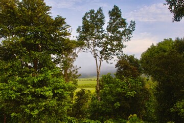 Obraz premium trees in the valley