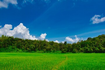 landscape with sky and grass