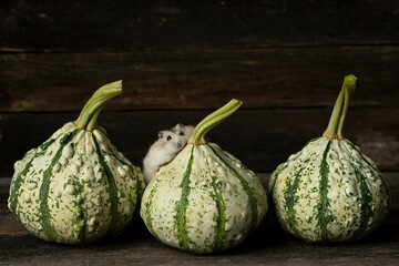 Three decorative pumpkins and a hamster. Autumn harvest and hamster. Halloween. Low key. Grunge old wooden background.