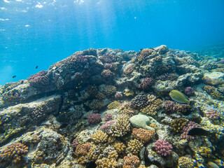Free diving above Reunion Island lagoon and coral reef with a sohal surgeofish