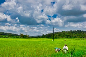 Paddy fields in the Western Ghats