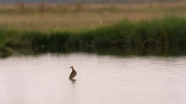 Ruff - Philomachus pugnax stands in shallow water