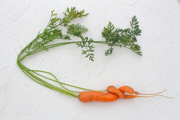 Two ugly carrots together. Deformed carrot, on a white background