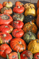 Colorful pumpkins for Halloween, background and texture