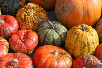 Colorful pumpkins for Halloween, background and texture