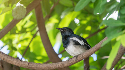 Oriental magpie robin bird hanging in a tree.