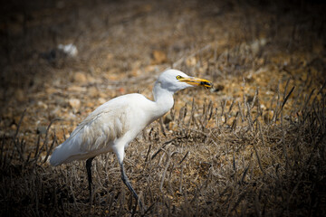 bird carries an insect in its beak