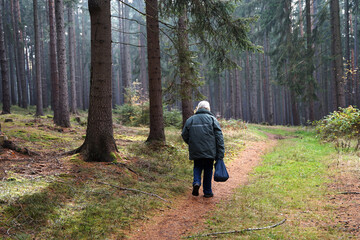 Old man hunting for edible mushroom in woods in the morning, mushroom picking concept