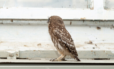 Little owl (Athene noctua), also known as the owl of Athena or owl of Minerva.