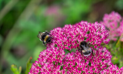 Bees on Sedum Flower