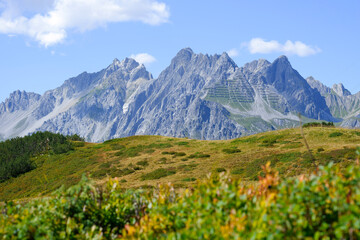 alpine meadow in summer