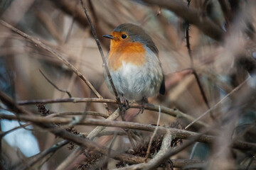 robin on a branch