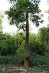 Large canker,  bulge on tree trunk of a fraxinus ash tree (Fraxinus excelsior), forest Deister,...