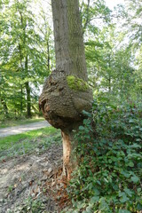 Large canker,  bulge on tree trunk of a fraxinus ash tree (Fraxinus excelsior), forest Deister, Lower Saxony, Germany.