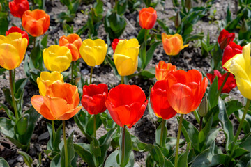 red and yellow tulip flowers in garden