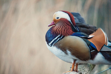 mandarin duck