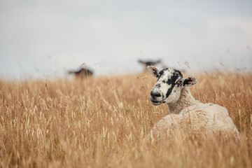 sheep in the field