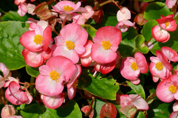 Eisbegonien (Begonia semperflorens), pink Blüten, Deutschland - obrazy, fototapety, plakaty