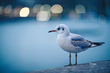 seagull on the beach