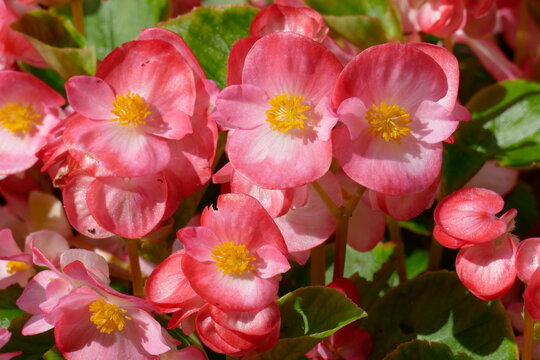 Eisbegonien (Begonia semperflorens), pink Bl&uuml;ten, Deutschland