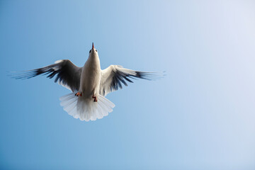 seagull in flight