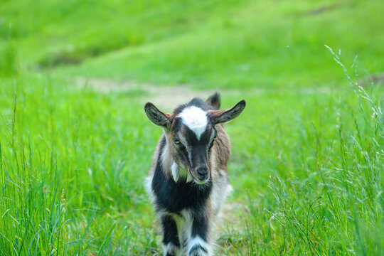 Sweet little goat kid face in summer pasture. Spring landscape with cute goatling head in green field