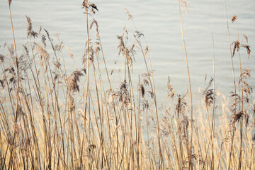 reeds in the water