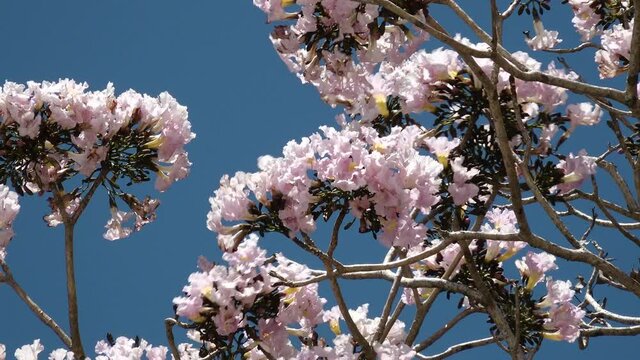 Tree Tabebuia Rosea pink blossom close up blue sky flor rosada roble 4k