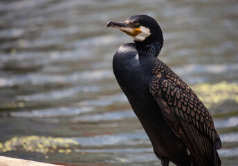 Cormorant